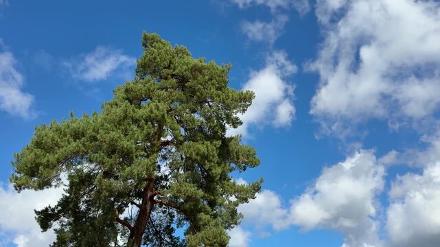 Pine tree against beautiful sky.