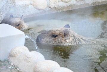 温泉に浸かるカピバラ（カピバラ温泉）
