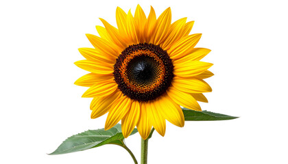 Fototapeta premium A single beautiful yellow sunflower blossom with bright petals and green leaf is isolated on a white background, representing the summer nature and floral beauty of a garden plant