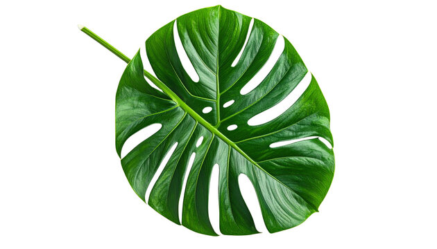 Fresh green organic hosta leaf isolated on a white background with a macro closeup showing the healthy texture of this raw plant ingredient for cooking