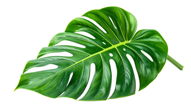 Fresh green organic hosta leaf isolated on a white background with a macro closeup showing the healthy texture of this raw plant ingredient for cooking