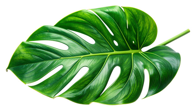 Fresh green organic hosta leaf isolated on a white background with a macro closeup showing the healthy texture of this raw plant ingredient for cooking