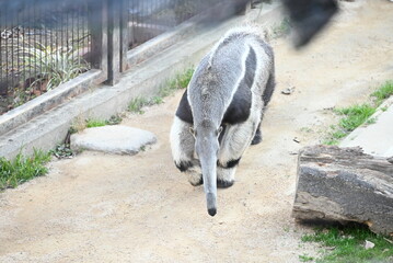 長い鼻が特徴的なオオアリクイ