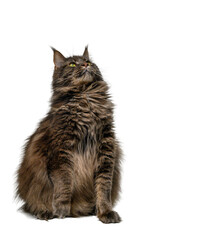 Gray Maine Coon Cat on White Background