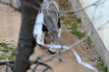 長い鼻が特徴的なオオアリクイ