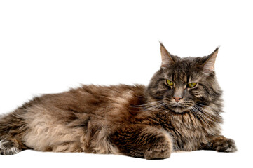 Obraz premium Maine Coon Cat Lying on White Background