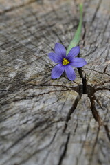 Blue flower on old wooden backgroun. Holiday card, copy space.