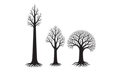 Obraz premium Three bare trees silhouettes isolated on white background