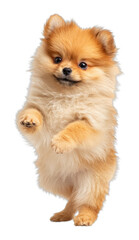 Obraz premium PNG Real pomeranian puppy animal dog pet.