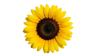 Fototapeta premium Vibrant Sunflower Bloom Isolated On Black Background