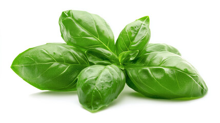 Fototapeta premium Basil leaves. Basil leaves isolated on white