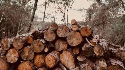 Stacked firewood logs in the woods with forest background. Sustainable forestry management.