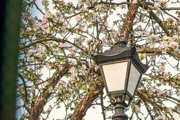 Blooming apple orchard in spring with white blossoms and green meadow