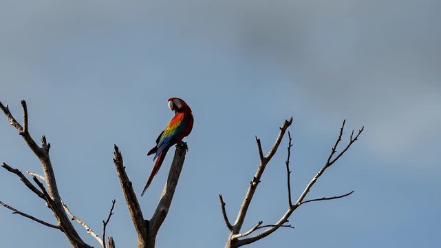 Colorful parrot perched on a tree branch against a clear blue sky background.