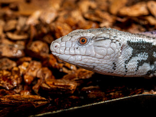 Obraz premium アオジタトカゲのアップ