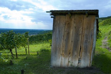 Weinberge Reben Trauben
