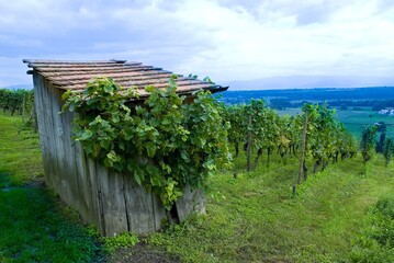 Weinberge Reben Trauben