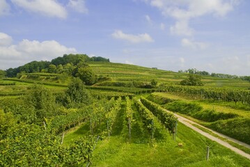 Weinberge Reben Trauben