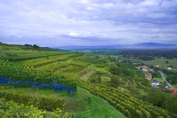 Weinberge Reben Trauben