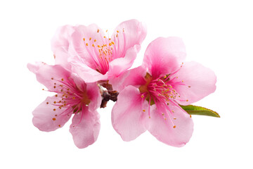 pink peach blossom flowers isolated on white background.