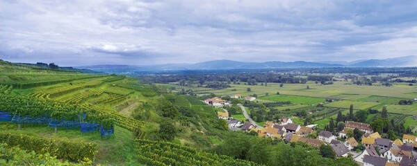 Weinberge Reben Trauben