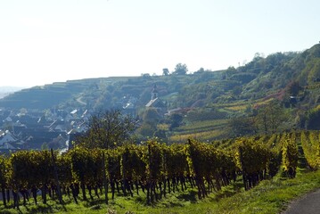 Weinberge Reben Trauben