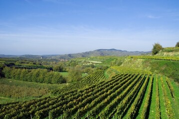 Weinberge Reben Trauben