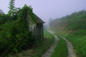 Weinberge Reben Trauben