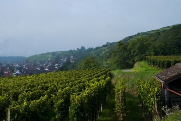 Weinberge Reben Trauben