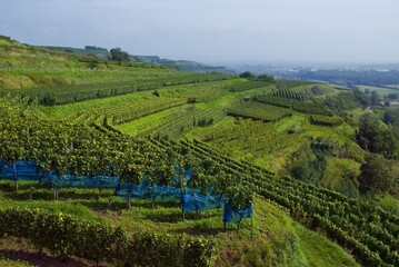 Weinberge Reben Trauben
