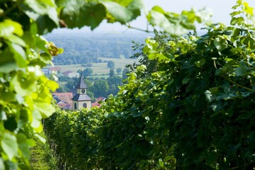 Weinberge Reben Trauben