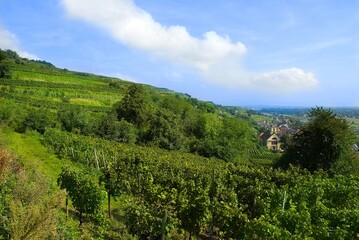 Weinberge Reben Trauben