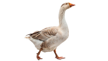 Obraz premium Goose walking isolated on transparent background cut out