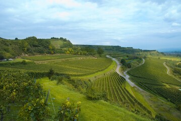 Weinberge Reben Trauben