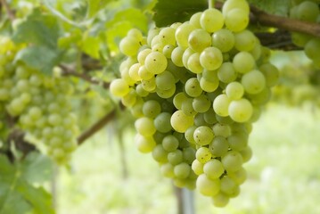 Weinberge Reben Trauben