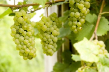 Weinberge Reben Trauben