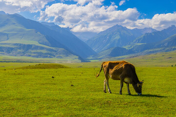 Obraz premium Cow grazes serenely in a lush grassy field surrounded by mountains in Kyrgyzstan. Tranquil atmosphere captures the essence of rural nature during daytime.