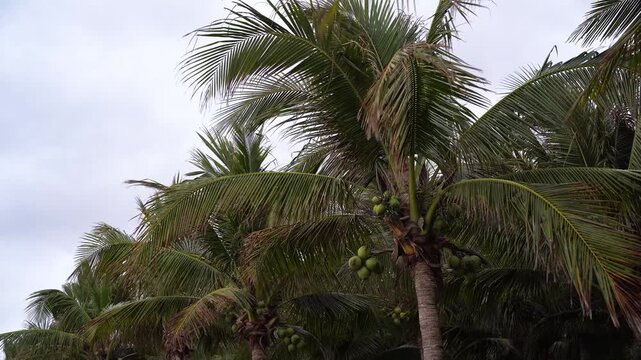 Coconut palms sway in the wind