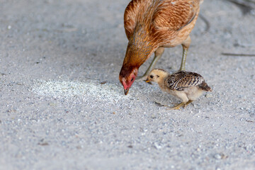 A local chicken is eating food. © Louiszi