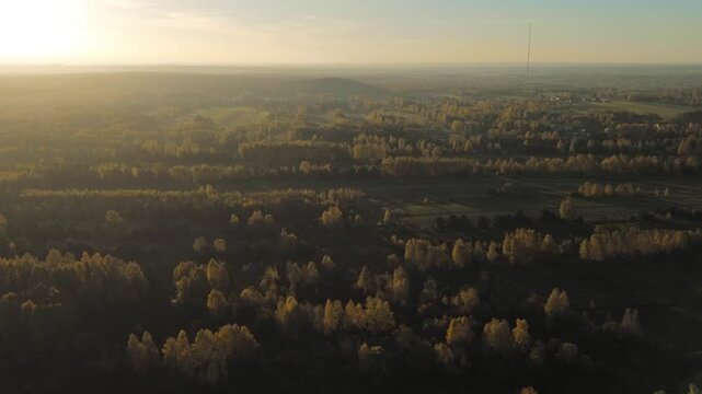 Rows of yellow trees dividing green country fields