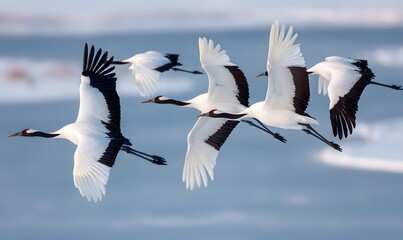 red-crowned cranes flying in a clear V-formation, formation perfectly readable from above