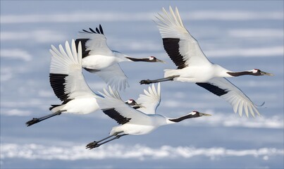 Obraz premium red-crowned cranes flying in a clear V-formation, formation perfectly readable from above