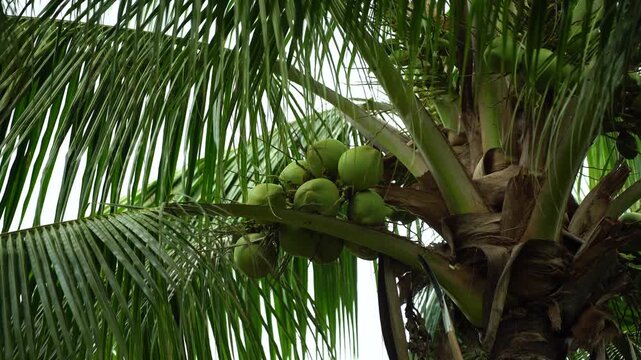 Trimming palm fronds and coconuts on a palm tree