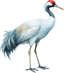 Crane Bird Watercolor Vector Illustration