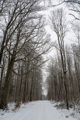 Fototapeta premium A forest path in winter with snow