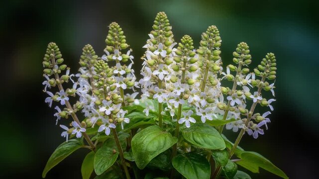 Blooming Basil Flower Time-Lapse
