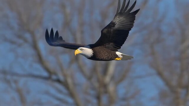 American Bald Eagle in Majestic Flight