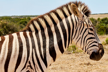 Zebra in Addo Elephant National Park, South Africa.