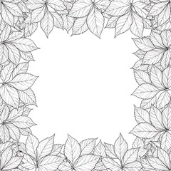 Obraz premium Elegant Virginia Creeper Leaves Frame for Invitations and Designs.