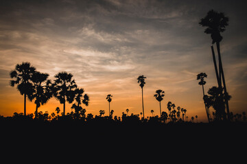 Tropical Palm Tree Silhouettes Against Sunset Sky